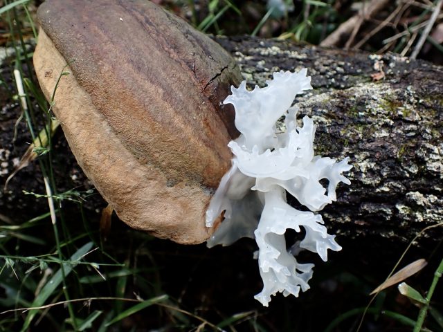 Snow Fungus (Tremella fuciformis)